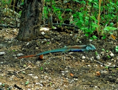 Aspidoscelis motaguae