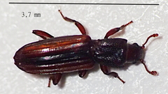 Bothrideridae