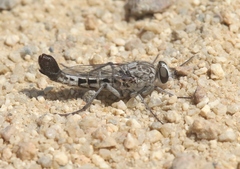 Apiocera chrysolasia