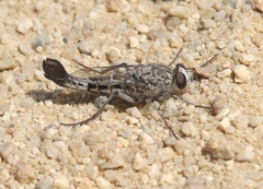 Apiocera chrysolasia