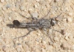 Apiocera chrysolasia