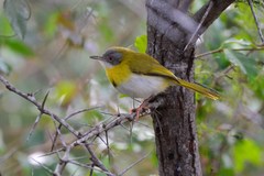 Apalis flavida neglecta
