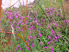 Clinopodium vulgare