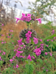 Clinopodium vulgare