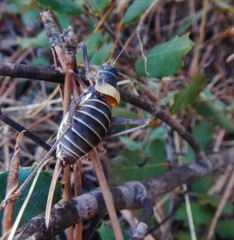 Lluciapomaresius stalii