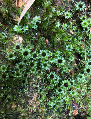 Bryophyta
