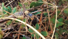 Lluciapomaresius stalii