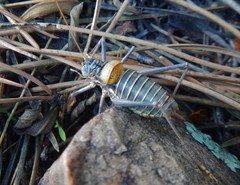 Lluciapomaresius stalii