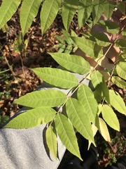 Spanish cedar (Cedrela)