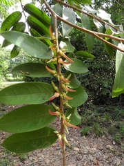 Xylopia aromatica