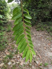 Xylopia aromatica