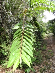 Xylopia aromatica