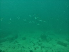 Selar crumenophthalmus