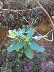 Acrisione denticulata