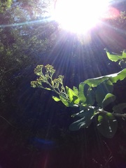 Acrisione denticulata