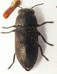 Pseudanilara