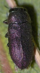 Pseudanilara