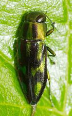 Melobasis purpurascens