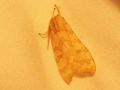 Halysidota tessellaris