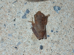 Chirixalus nongkhorensis