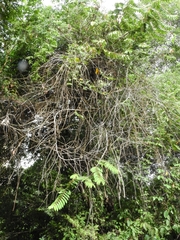 Xylopia aromatica