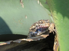 Sceloporus spinosus