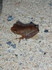 Chirixalus nongkhorensis