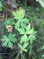 Geranium viscosissimum