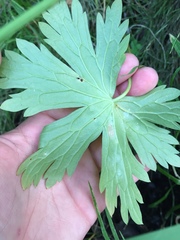 Geranium viscosissimum