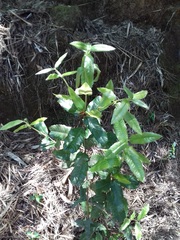 Eucryphia cordifolia