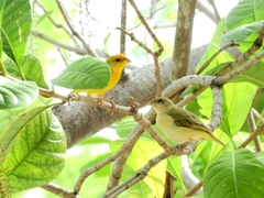 Sicalis columbiana