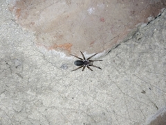 Kukulcania hibernalis