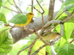 Sicalis columbiana
