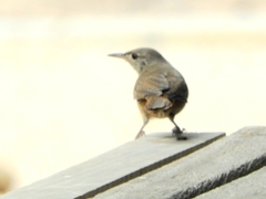 Troglodytes aedon