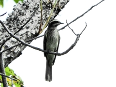 Empidonomus varius