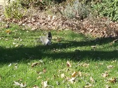 Sciurus carolinensis
