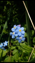 Myosotis sylvatica