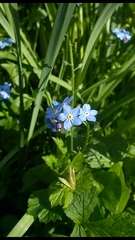 Myosotis sylvatica