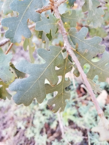 iNaturalist observation photo of valley oak