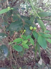 Rhamnus diffusa