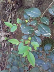 Rhamnus diffusa
