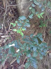 Rhamnus diffusa