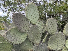 Opuntia streptacantha