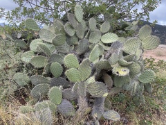Opuntia streptacantha