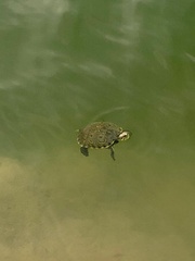 Trachemys venusta iversoni