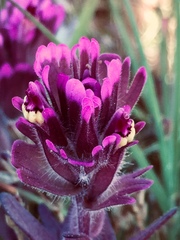 Castilleja ambigua humboldtiensis