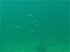 Selar crumenophthalmus
