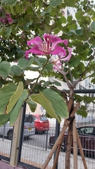 Bauhinia × blakeana