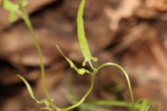 Aristolochia thozetii