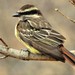 Variegated Flycatcher - Photo (c) Joanne Muis Redwood, some rights reserved (CC BY-NC), uploaded by Joanne Muis Redwood
